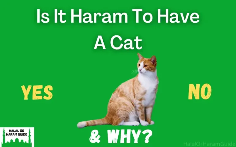 Is It Haram To Have A Cat In The House?